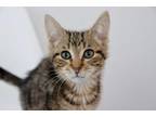 Adopt Chuck a Domestic Short Hair