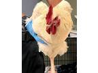Adopt 169522 a Chicken