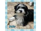 Adopt Duke a Shih Tzu, Terrier
