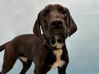 Adopt Tip a Labrador Retriever, Mixed Breed