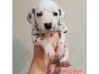 Dalmatian Puppy for sale in North Tazewell, VA, USA