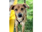 Adopt Chico a Terrier, Mixed Breed
