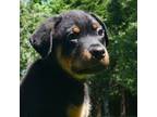Rottweiler Puppy for sale in Decatur, TN, USA