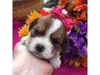 Beagle Puppy for sale in Laurel, DE, USA