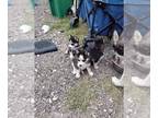 Siberian Husky PUPPY FOR SALE ADN-794793 - Huskies