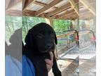 Labrador Retriever PUPPY FOR SALE ADN-794794 - Lab Puppies