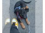 Doberman Pinscher-German Shepherd Dog Mix PUPPY FOR SALE ADN-794808 - 13 week