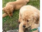 Golden Retriever PUPPY FOR SALE ADN-794813 - Golden Retriever Puppies