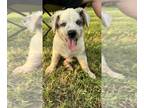 Texas Heeler PUPPY FOR SALE ADN-794815 - Texas Heeler puppies
