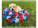 Labrador Retriever PUPPY FOR SALE ADN-794829 - AKC Yellow Labrador Puppy Green