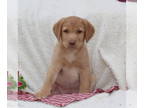 Labrador Retriever PUPPY FOR SALE ADN-794831 - ACA Yellow Labrador Retriever