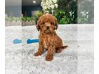 Cavapoo PUPPY FOR SALE ADN-794852 - Cavapoo Puppy