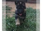 German Shepherd Dog PUPPY FOR SALE ADN-794862 - 5 AKC Puppies imported World