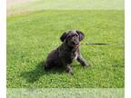 Schnoodle (Miniature) PUPPY FOR SALE ADN-794881 - Beautiful Schnoodle for Sale