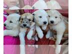 Golden Pyrenees PUPPY FOR SALE ADN-794888 - Great Pyrenees mix puppies