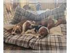 Basset Hound PUPPY FOR SALE ADN-794893 - AKC Registered Basset Puppies