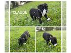American Bully PUPPY FOR SALE ADN-794906 - Claude