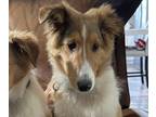 Shetland Sheepdog PUPPY FOR SALE ADN-794913 - Shelty or small collie