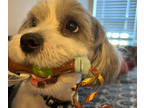 Sealyham Terrier-Shih Tzu Mix PUPPY FOR SALE ADN-794941 - Winston