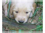 Golden Retriever PUPPY FOR SALE ADN-794943 - AKC Golden Retriever puppy