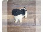 Poodle (Toy) PUPPY FOR SALE ADN-794961 - AKC toy poodle puppy