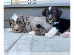 Aussiedoodle Miniature PUPPY FOR SALE ADN-794972 - Mini Aussiedoodle Puppies