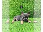 French Bulldog PUPPY FOR SALE ADN-794988 - Beautiful pup