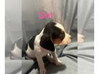 Beagle PUPPY FOR SALE ADN-794993 - Beagle puppies