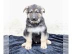 German Shepherd Dog PUPPY FOR SALE ADN-794995 - German Shepherd