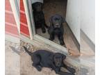 Labrottie PUPPY FOR SALE ADN-794997 - Gorgeous solid colored LabRott puppies