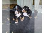 Bernese Mountain Dog PUPPY FOR SALE ADN-795002 - Bernese Mtn Dog puppies