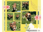 Boston Terrier PUPPY FOR SALE ADN-795003 - Boston Terrier Puppy