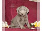 Labrador Retriever PUPPY FOR SALE ADN-795025 - AKC Labrador Retriever