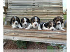 Beagle PUPPY FOR SALE ADN-795032 - 5 puppies for sale