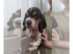 Basset Hound PUPPY FOR SALE ADN-795037 - Picture Perfect Bassett Hounds