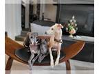Italian Greyhound PUPPY FOR SALE ADN-795099 - Adorable Italian greyhound puppies