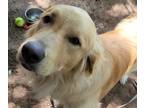 Golden Pyrenees DOG FOR ADOPTION ADN-794992 - Simba