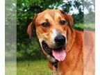 Labrador Retriever Mix DOG FOR ADOPTION RGADN-1090497 - Oscar - Labrador