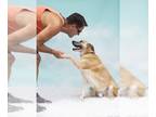 German Shepherd Dog Mix DOG FOR ADOPTION RGADN-1090592 - Sarge â Tennis Pro