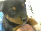 Adopt CHOCOLATE a Rottweiler, Mixed Breed