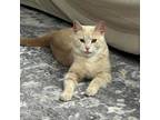 Adopt Boca a Domestic Short Hair