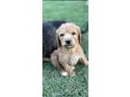 Adopt Jelly Roll a Poodle, Golden Retriever