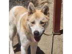 Adopt Tanner a Shepherd, Mixed Breed