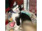 Adopt Takis- Affectionate, playful and talkative! a Domestic Medium Hair