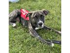 Adopt Rhodie a Mixed Breed