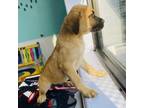 Adopt Aslan a Mastiff, Labrador Retriever