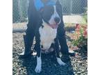 Adopt Sapo a Mastiff, Pit Bull Terrier