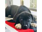 Adopt Commando a Mastiff, Labrador Retriever