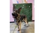 Adopt 56083335 a German Shepherd Dog, Mixed Breed