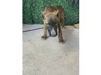 Adopt 56000250 a Pit Bull Terrier, Mixed Breed